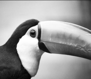 Close-up of bird against white background