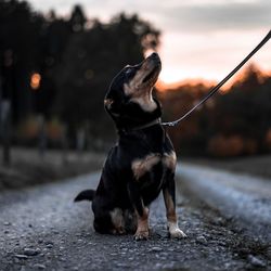 Dog looking away on road during sunset