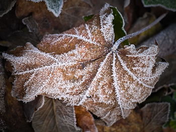 Close-up of frozen leaves