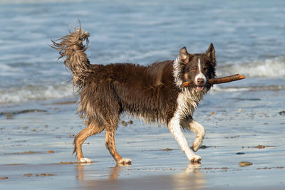 Full length of a dog on beach