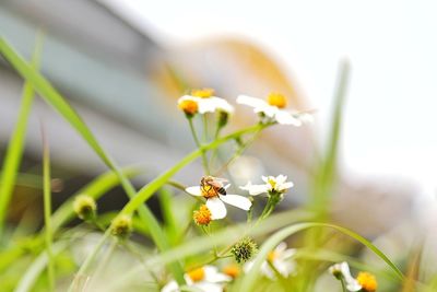 Close-up of insect on flower