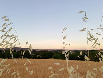 Crops growing on field against clear sky