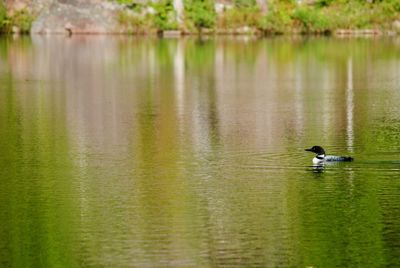View of ducks swimming in lake