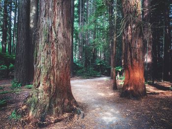 Trees growing in forest