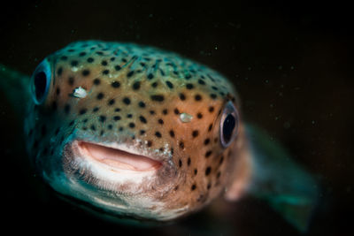 Close-up of pufferfish in sea