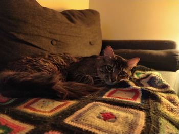 Portrait of cat resting on sofa at home