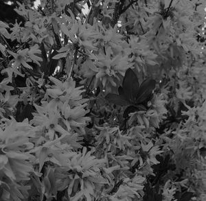 Close-up of white flowering plant