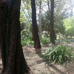 Trees in forest