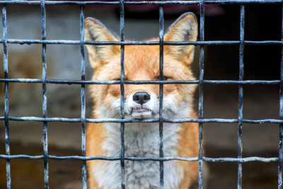 Close-up of fox on fence