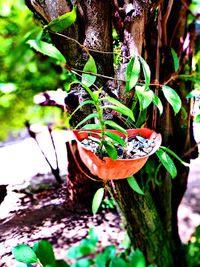 Close-up of plant growing on tree trunk in forest