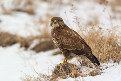 Close-up of bird perching on snow