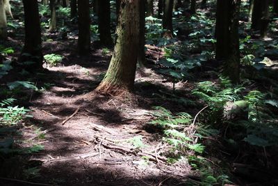 Trees growing in forest