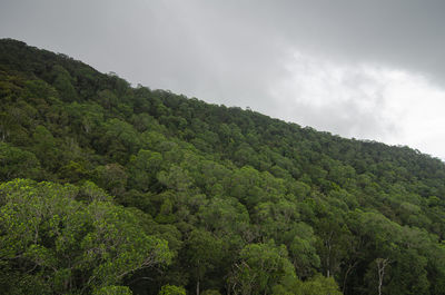 Scenic view of forest against sky