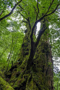 Trees in forest