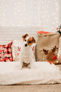 Cute jack russell dog indoor in front of christmas decoration at home