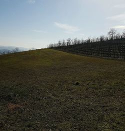 Scenic view of farm against sky