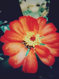 Close-up of red flower