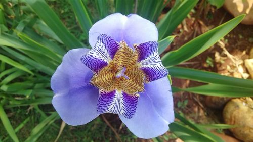 Close-up of purple flower