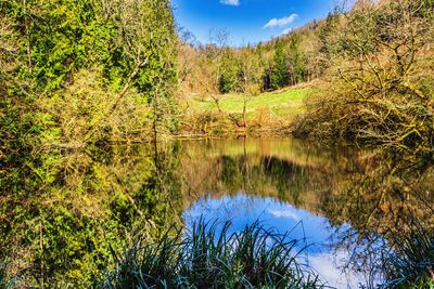 Scenic view of lake in forest against sky