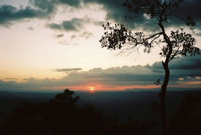 Silhouette tree against sky during sunset