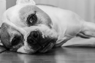 Close-up portrait of dog lying on floor