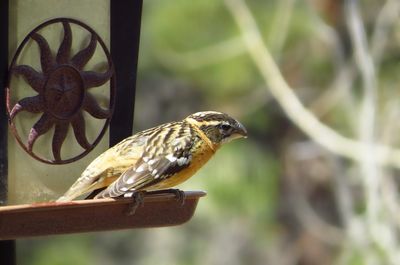 Close-up of bird perching outdoors