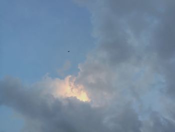 Low angle view of bird flying in sky