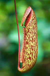 Close-up of lizard on leaf