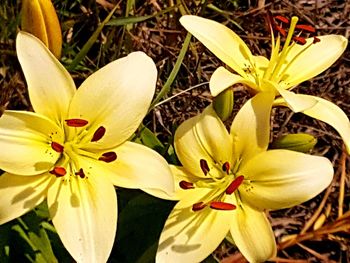 Close-up of yellow flowers