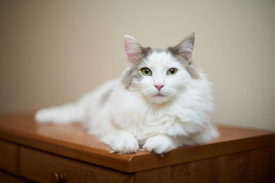 Portrait of white cat sitting on wood