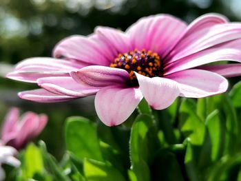 Close-up of pink flower