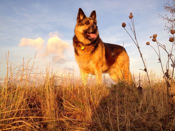 Dog standing on field against the sky