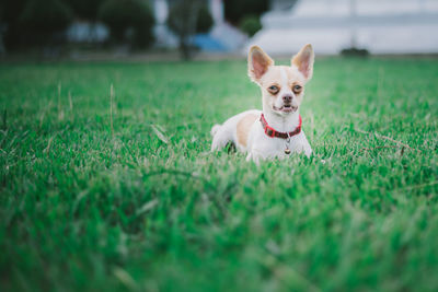 Portrait of dog on field