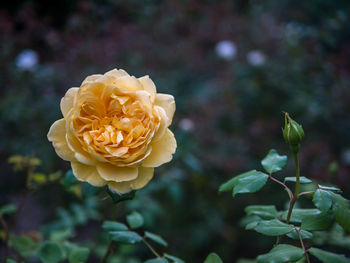 Close-up of rose flower