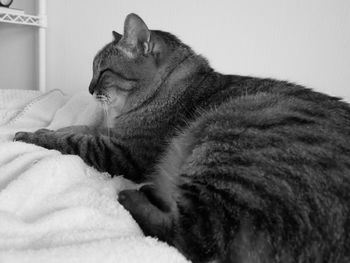 Close-up of cat sleeping on bed