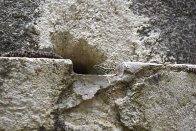 Close-up of lizard on rock