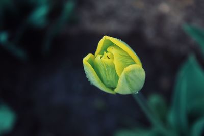 Close-up of green flower bud