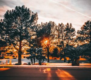 Trees by road against sky during sunset