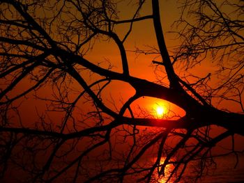 Silhouette of trees at sunset