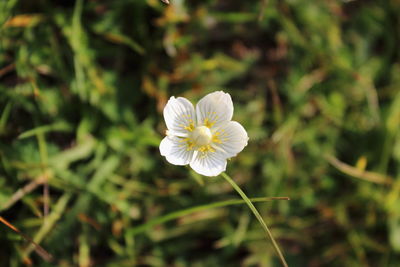 Close-up of white flower