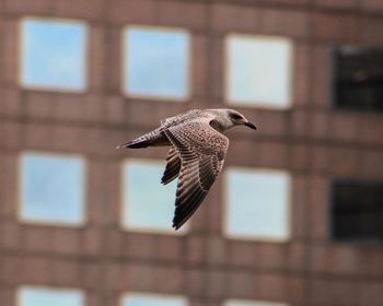 Low angle view of bird flying