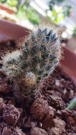 Close-up of cactus plant