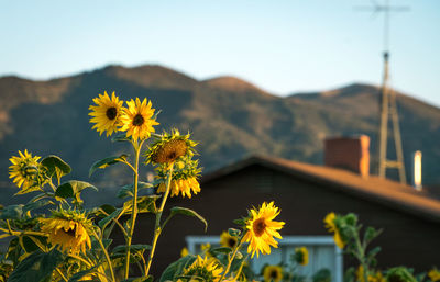 Sunflowers by house against mountain