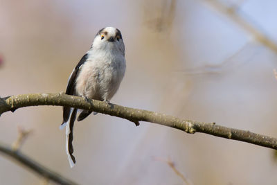 Close-up of bird perching on branch