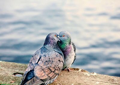 Pigeons kissing on waterfront