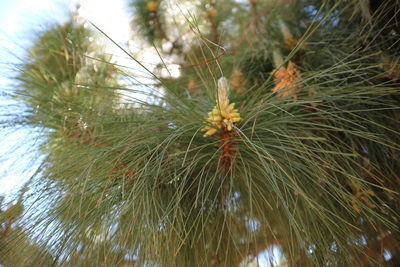 Close-up of insect on pine tree