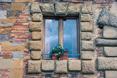 Potted plant on window of building