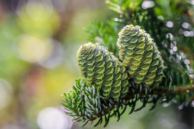 Close-up of pine cone