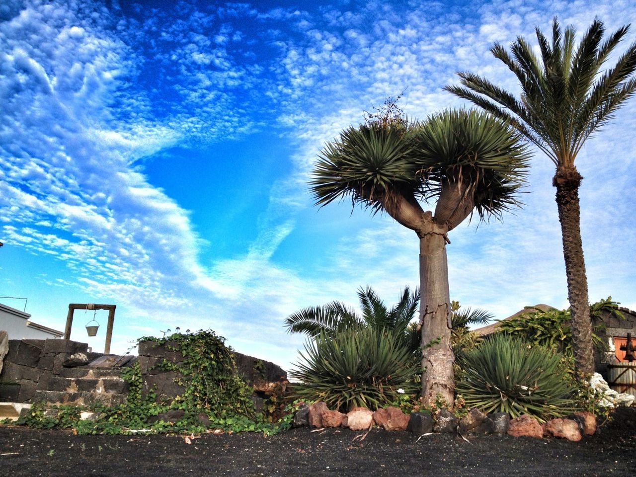 palm tree, tree, sky, growth, tree trunk, tranquility, coconut palm tree, nature, beauty in nature, tranquil scene, water, cloud - sky, scenics, blue, sea, cloud, tropical climate, low angle view, green color, beach