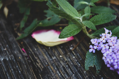 High angle view of purple flowering plant on table